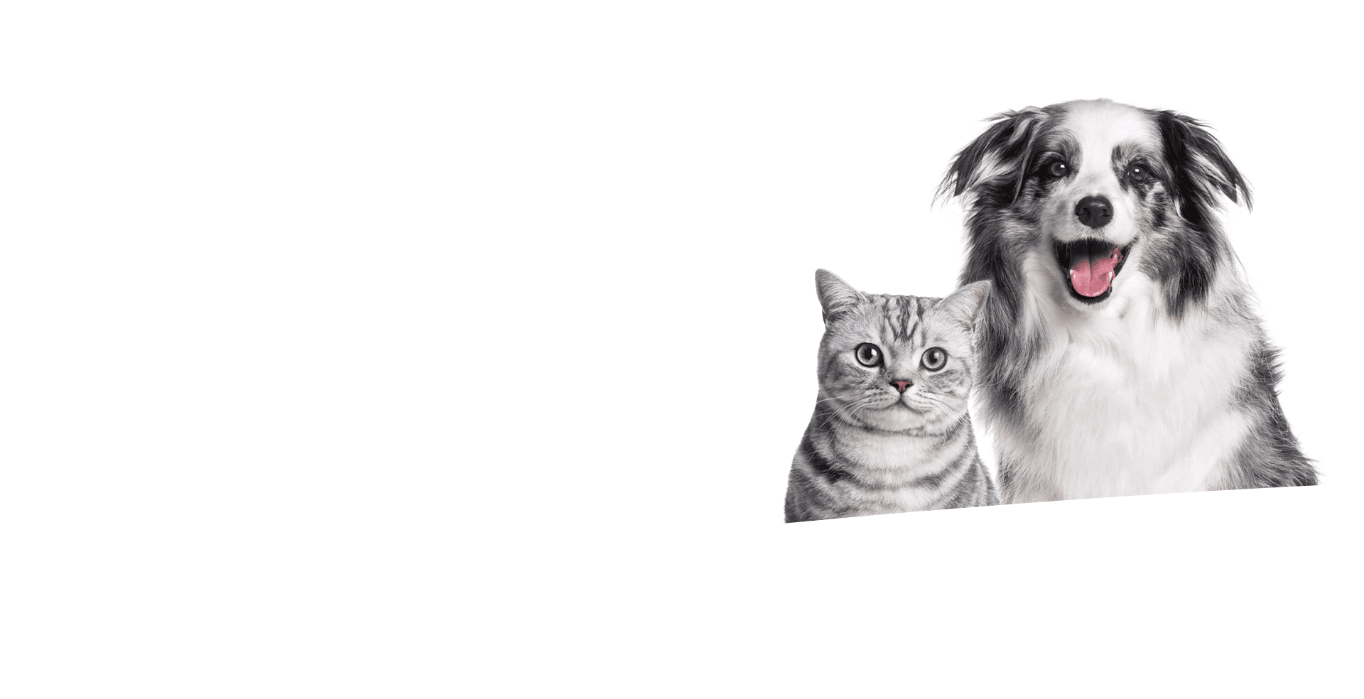 VOM_Banner_Thú_1763716981.png