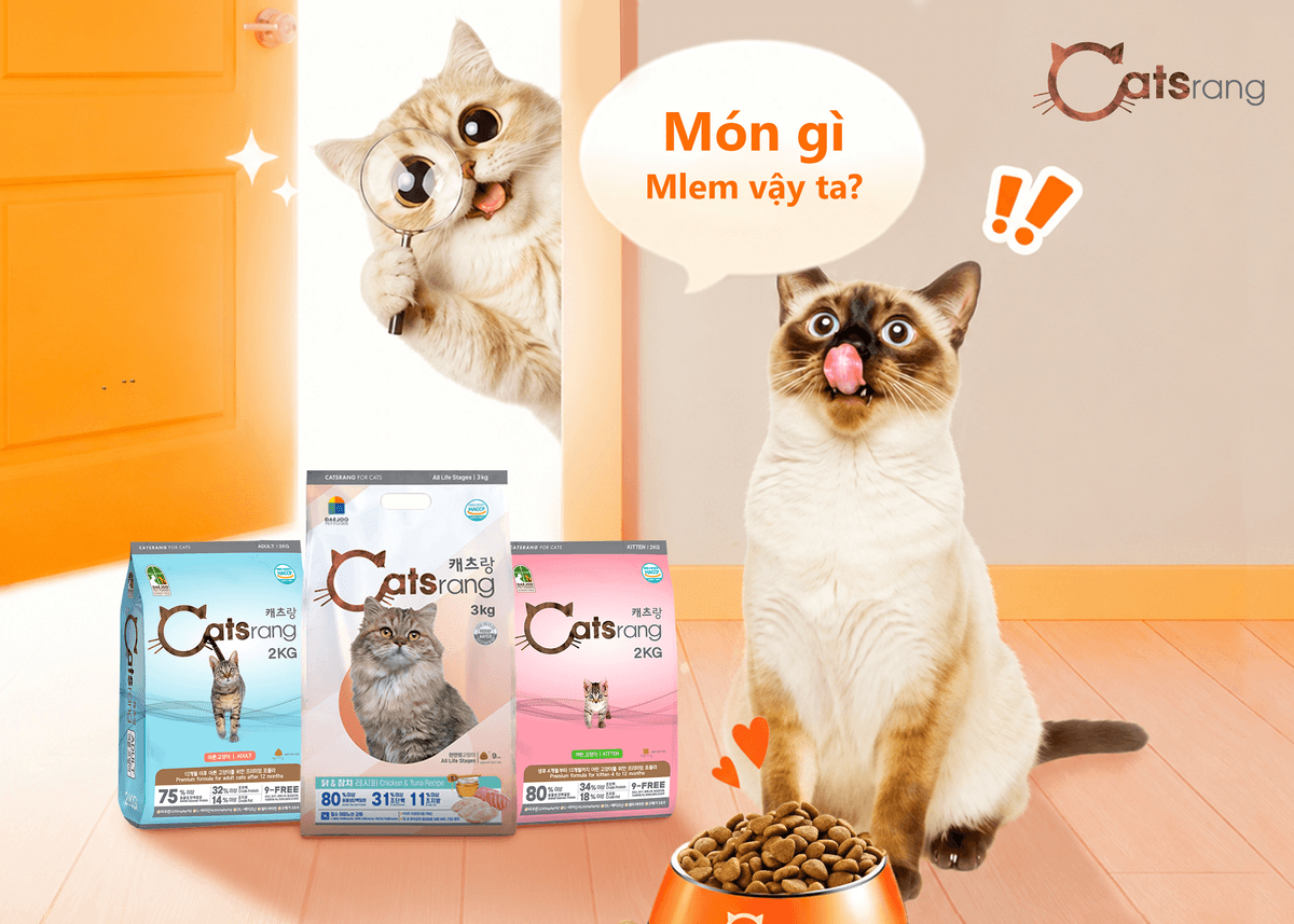 Thức ăn mèo Catsrang có tốt không? Review chi tiết thức ăn hạt quốc dân cho mèo