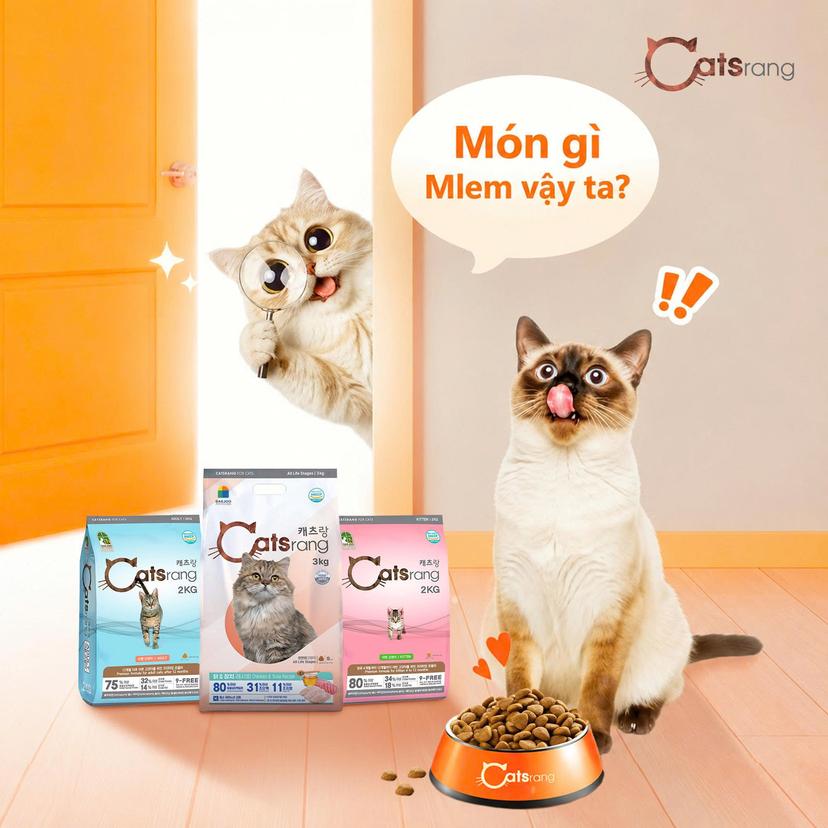 Thức ăn mèo Catsrang có tốt không? Review chi tiết thức ăn hạt quốc dân cho mèo