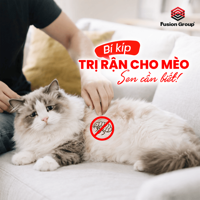Mèo bị rận phải làm sao? Dấu hiệu nhận biết và cách trị hiệu quả