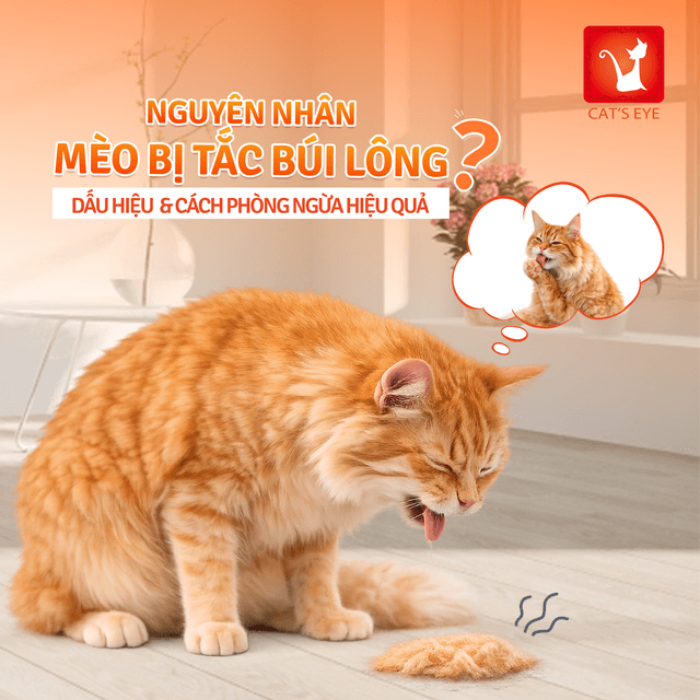 Nguyên nhân mèo bị tắc búi lông, dấu hiệu nhận biết và cách phòng ngừa hiệu quả
