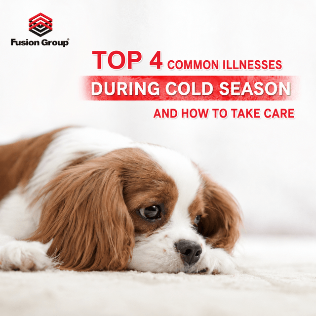 Top 4 Common Dog Diseases in Winter and How to Care for Your Dog
