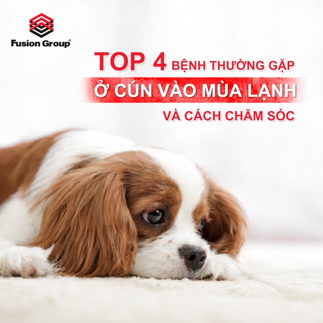 Top 4 bệnh thường gặp ở cún vào mùa lạnh và cách chăm sóc