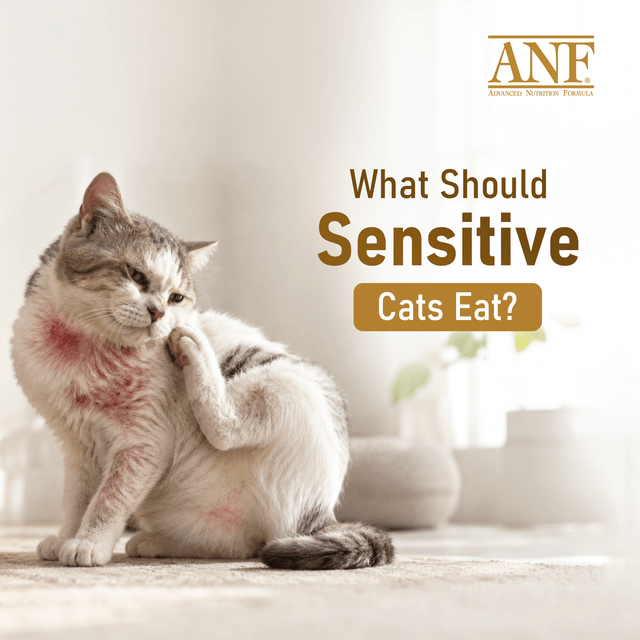 Best Cat Food for Sensitive Stomach & Food Allergies: Top 5 Healthy Choices for Your Cat