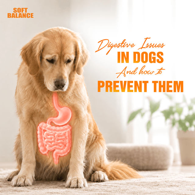 Common Digestive Problems in Dogs and Effective Prevention Methods