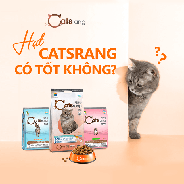 Hạt Catsrang Có Tốt Không?