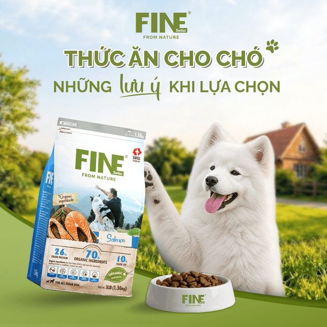 Thức Ăn Cho Chó: Những Lưu Ý Khi Lựa Chọn