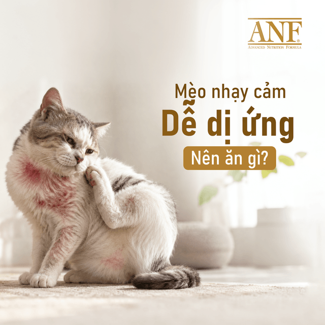 Thức ăn hạt cho mèo nhạy cảm, ít gây dị ứng: Top 5 lựa chọn giúp boss ăn ngon, khỏe mạnh
