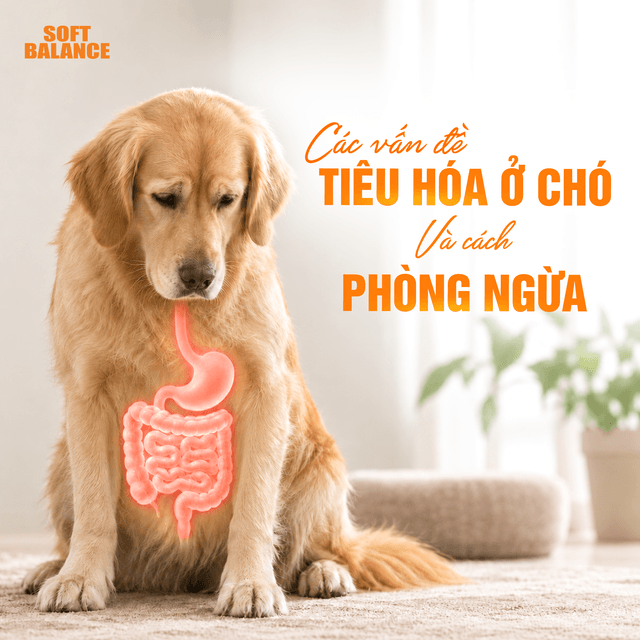 Các vấn đề tiêu hóa ở chó và cách phòng ngừa hiệu quả