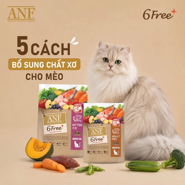 5 cách bổ sung chất xơ cho mèo luôn khỏe mạnh