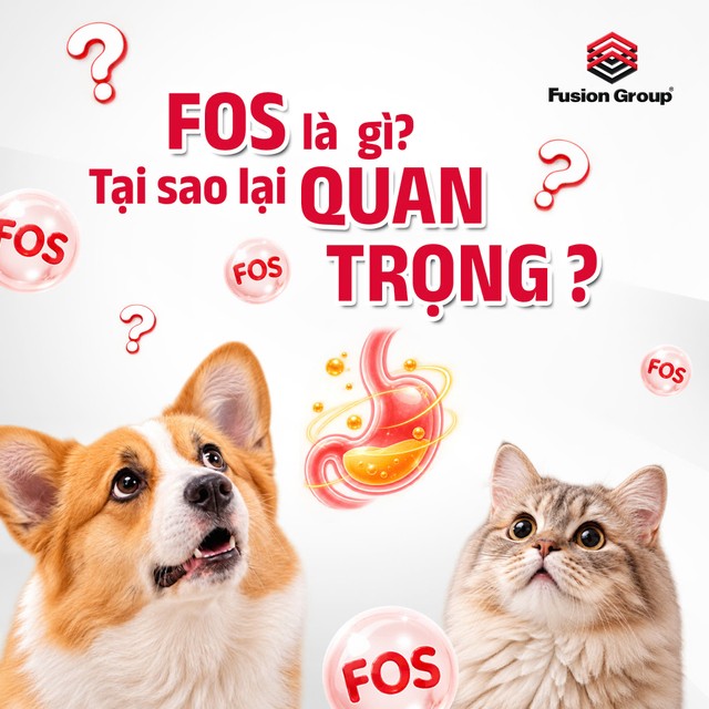 FOS là gì? Vì sao quan trọng với hệ tiêu hóa của chó mèo?