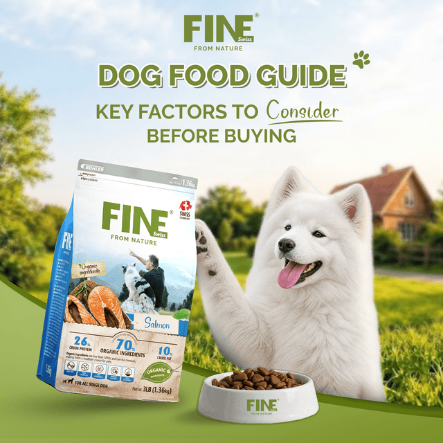 Dog Food: What to Consider When Choosing