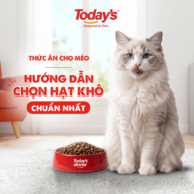 Thức Ăn Cho Mèo: Hướng Dẫn Chọn Hạt Khô Chuẩn Nhất