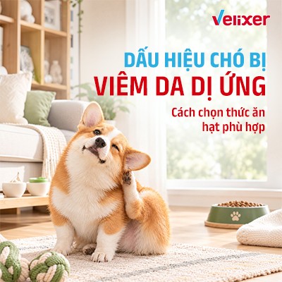 Chó Bị Dị Ứng Da: Dấu Hiệu Nhận Biết Và Cách Chọn Hạt Phù Hợp