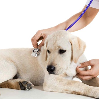 Bệnh viêm đường ruột ở chó là gì? Nguyên nhân và cách chữa trị chó bị viêm đường ruột