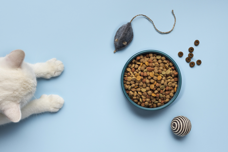 Chế độ dinh dưỡng cho mèo mà bạn cần biết