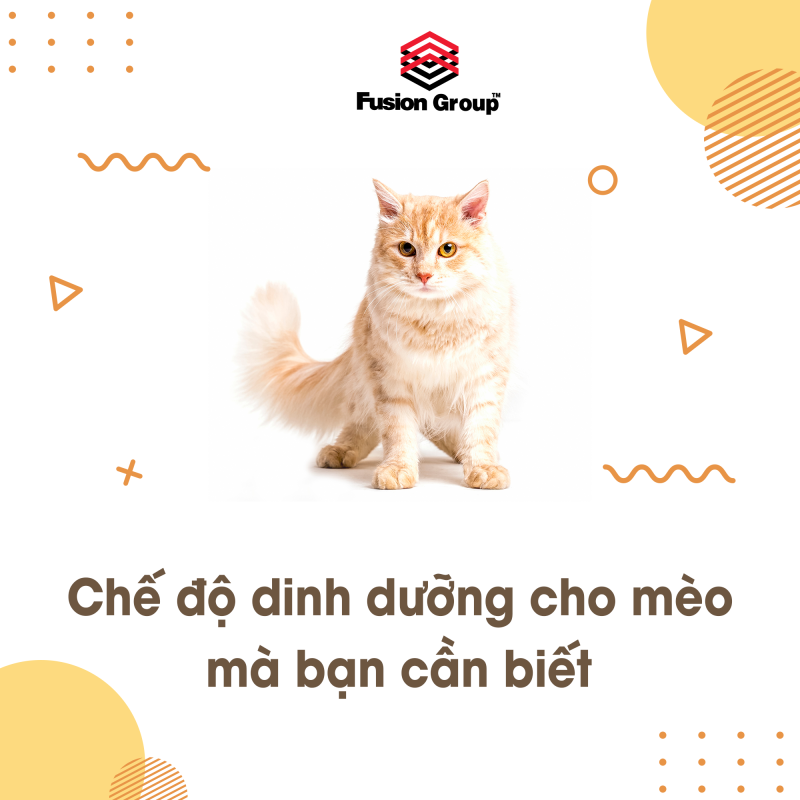 che-do-dinh-duong-cho-meo-ma-ban-can-biet-1721285571.png