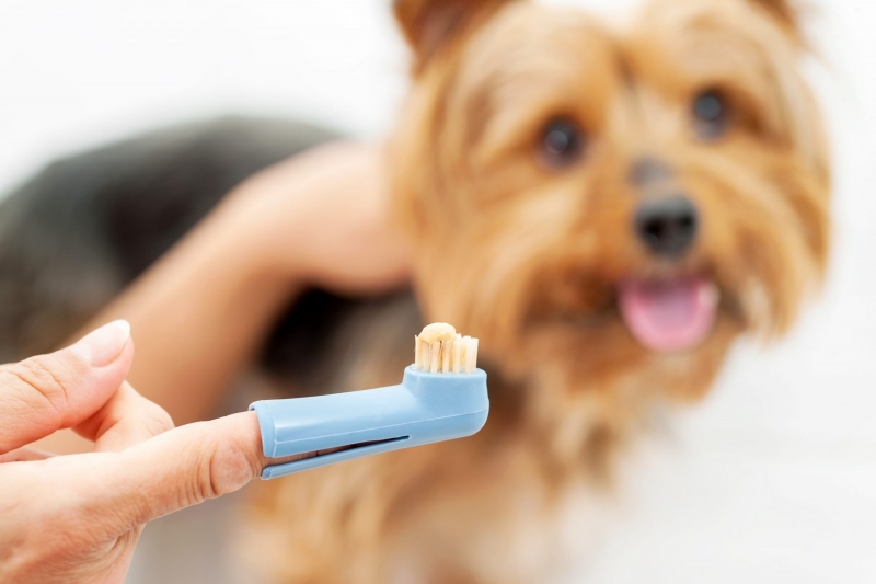 Cách đánh răng cho chó vô cùng đơn giản
