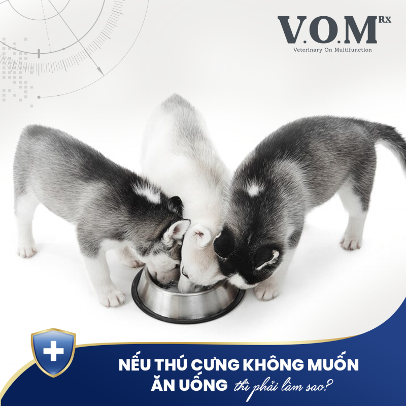 fusiongroupvn-thuc-an-ho-tro-tri-lieu-vom-rx-thu-cung-an-ngon-ngay-ca-khi-benh-1-1729564083.png