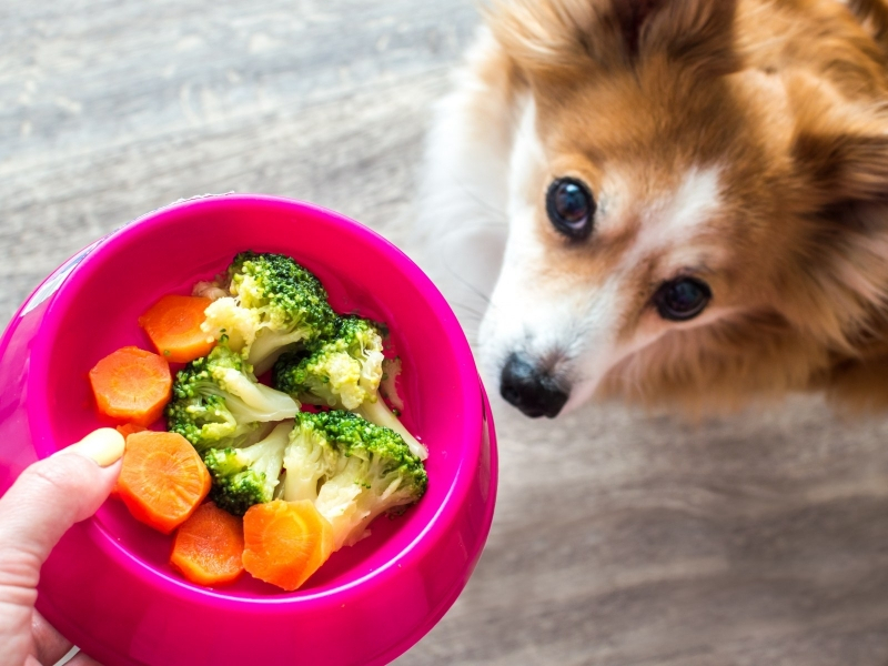 what-fruits-and-vegetables-can-dogs-eat-1657182611-1721034187.jpg